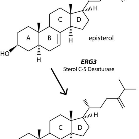 erhdg|3.